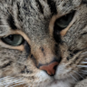 Meet your Posher, Adam